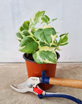 · Epipremnum — aureum 'N'joy' |