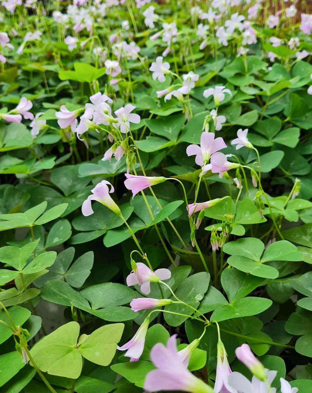 Oxalis — triangularis ·