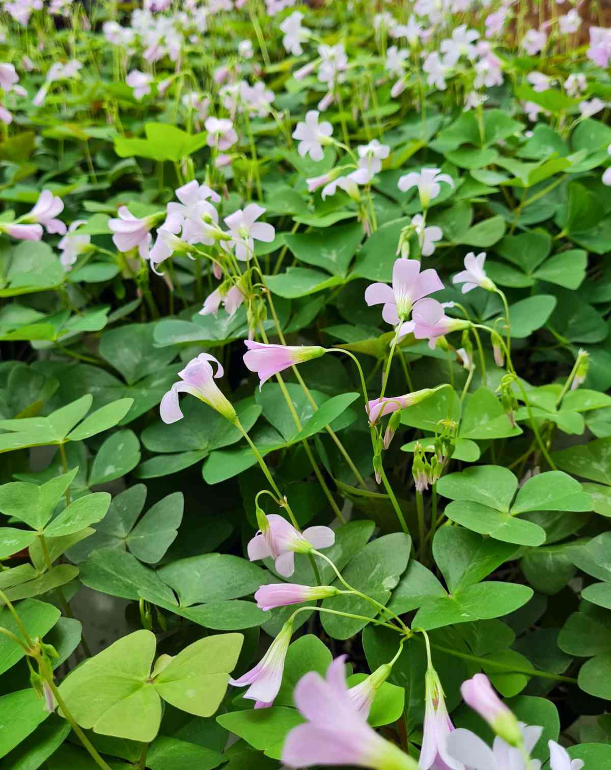 Oxalis — triangularis ·