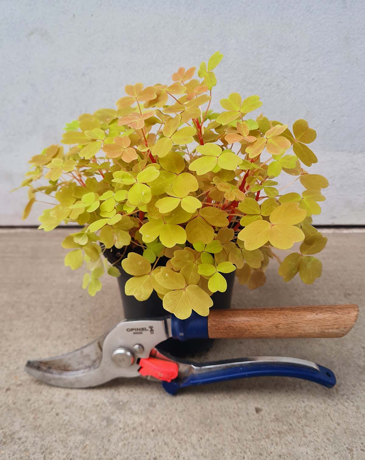 · Oxalis | vulcanicola 'Sunset Velvet' —