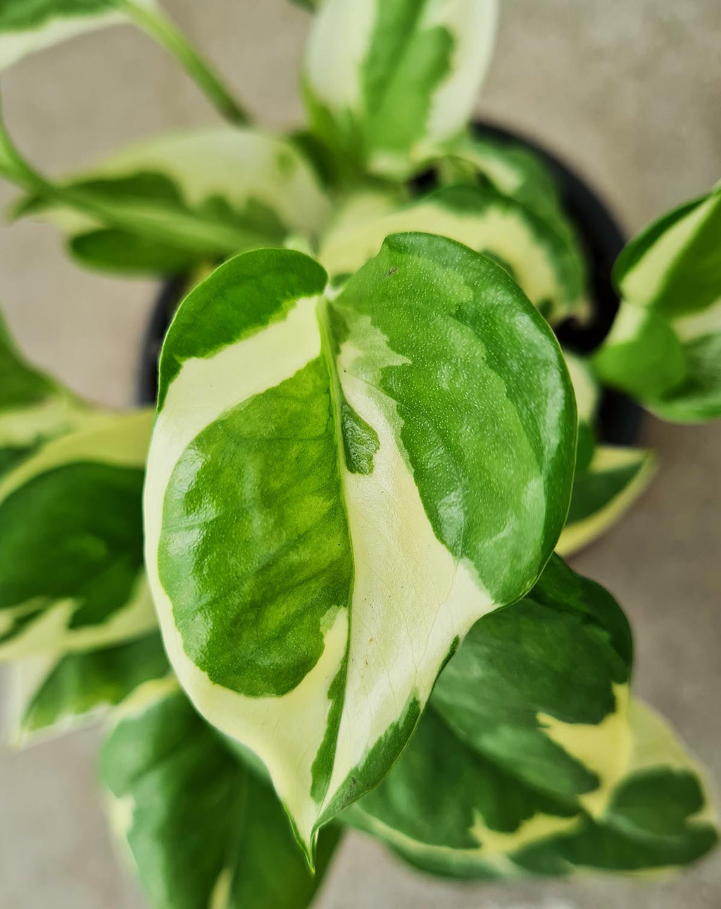 · Epipremnum — aureum 'N'joy' |
