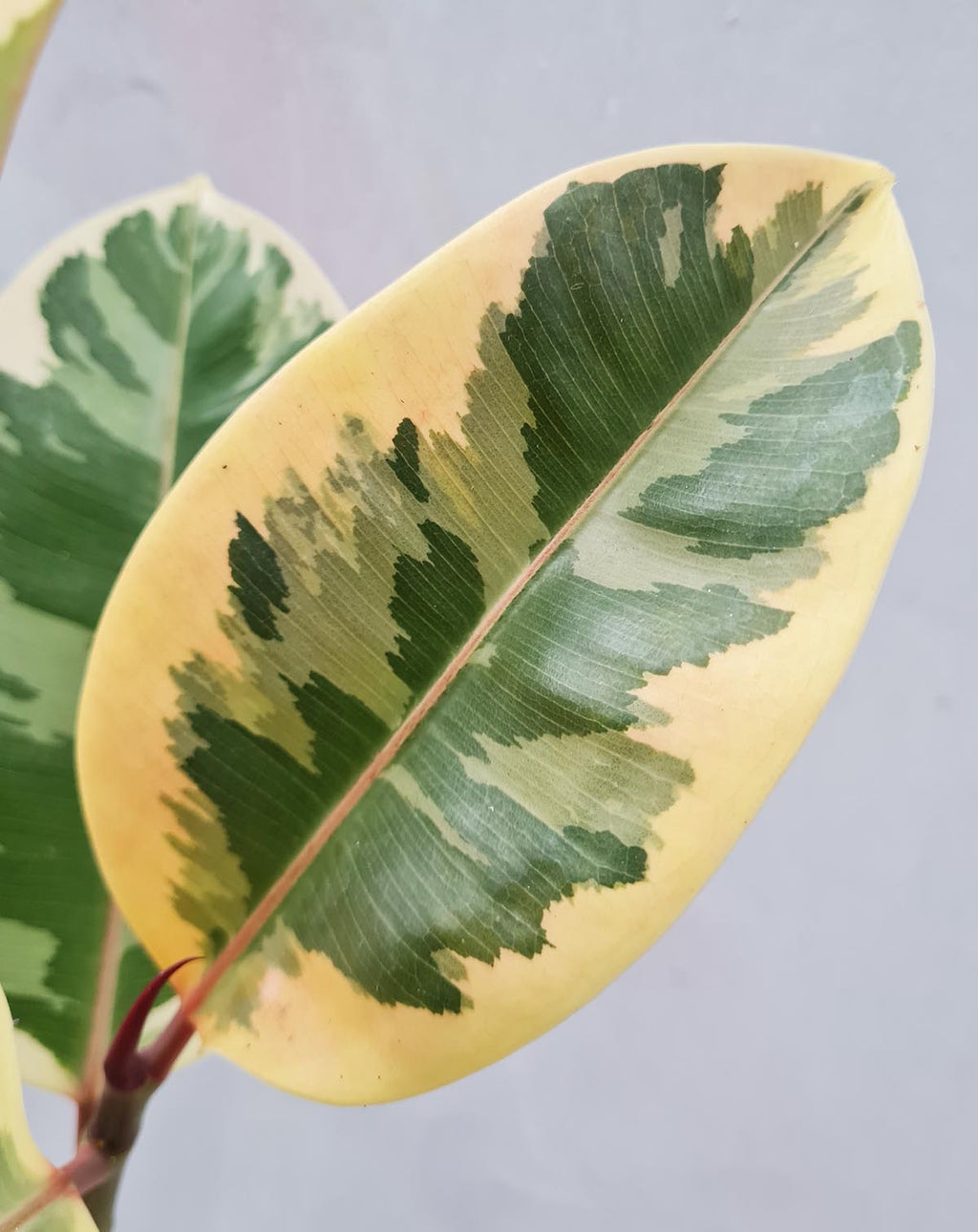 — Ficus elastica 'Belize' ·